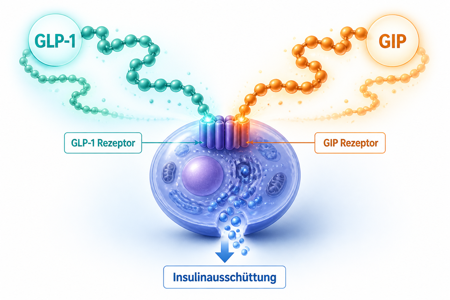 Tirzepatid Wirkung erklärt: So funktioniert der duale Agonist Detailed () scientific infographic illustration showing two hormone pathways – GLP-1 and GIP – represented as glowing teal